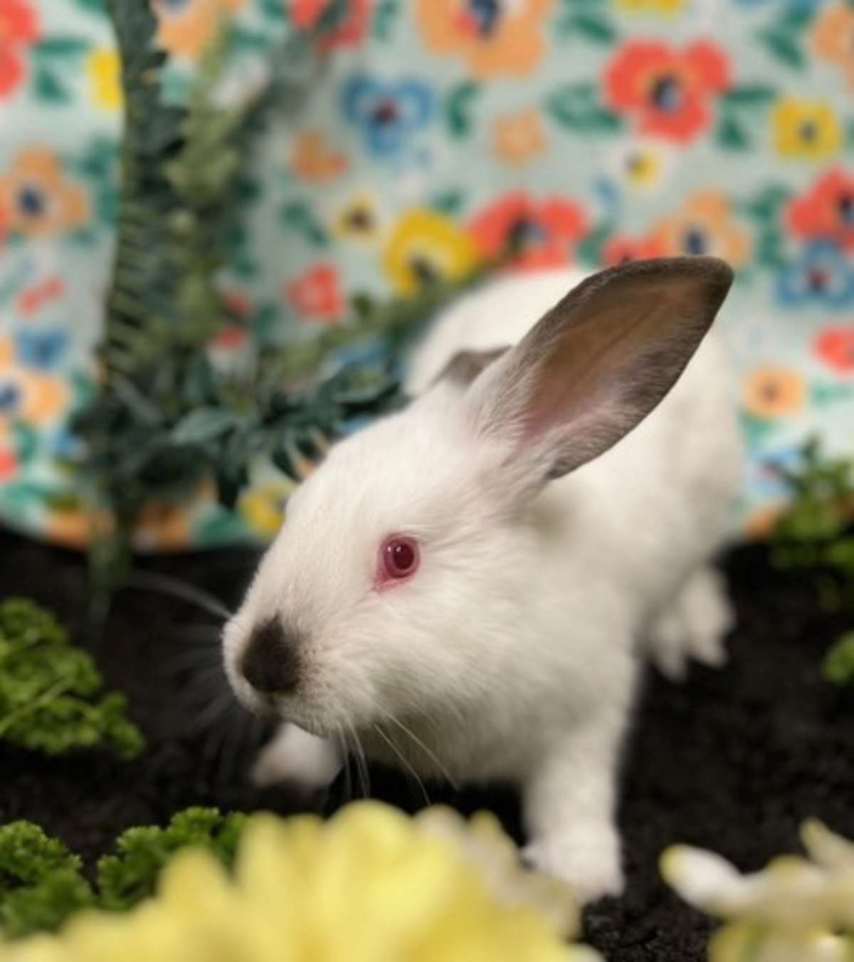 SWEET POTATO - Californian available for adoption