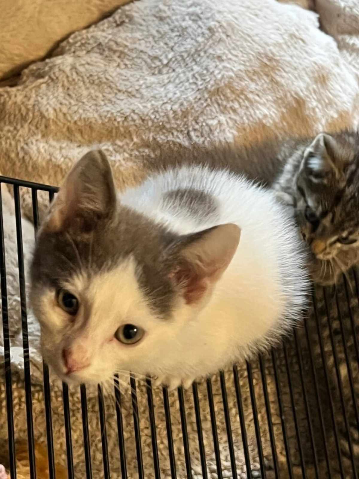 FERRARI - Domestic Shorthair available for adoption