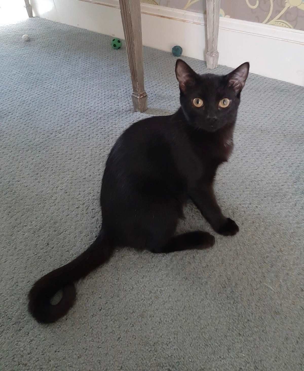 WILHELM - Domestic Shorthair for adoption in Wilmington