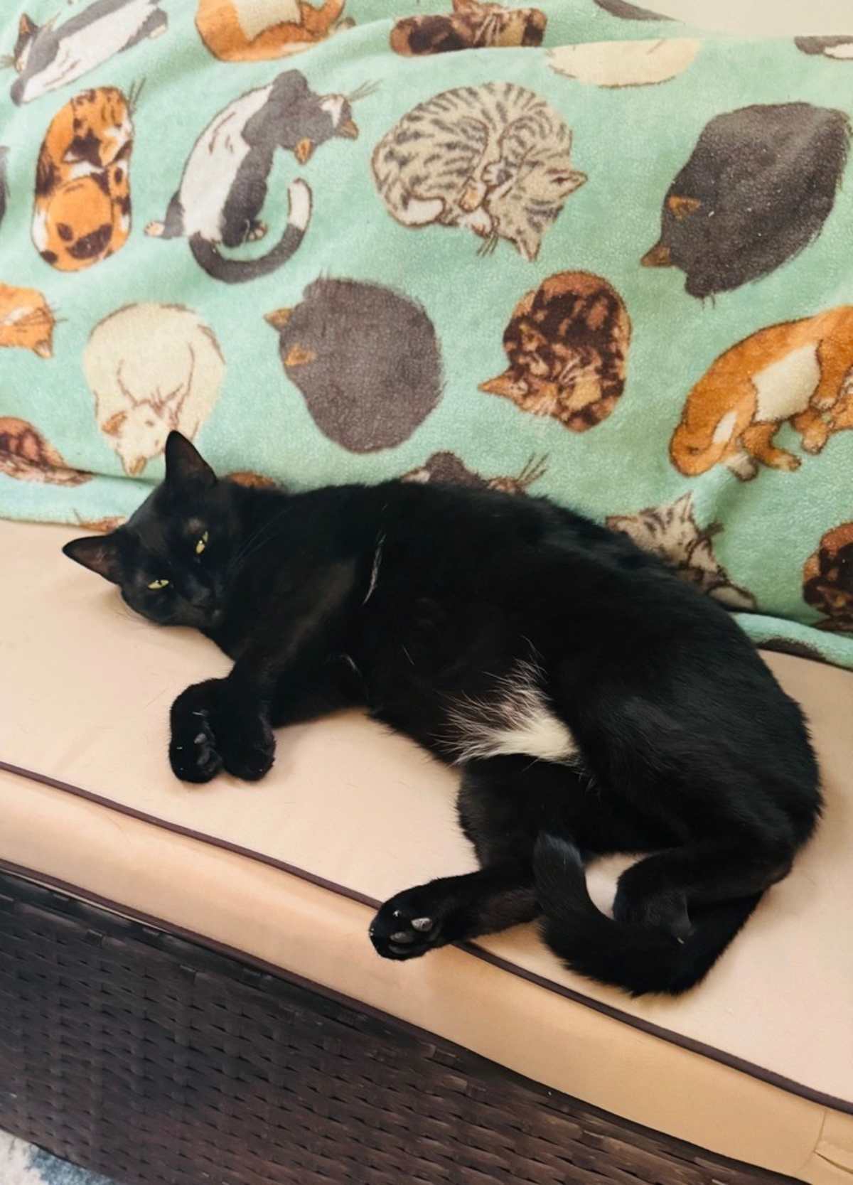 SHENANIGANS - Domestic Shorthair available for adoption