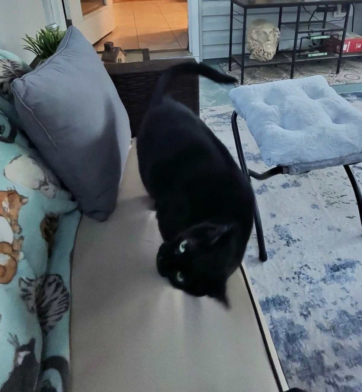 SHENANIGANS - Domestic Shorthair available for adoption