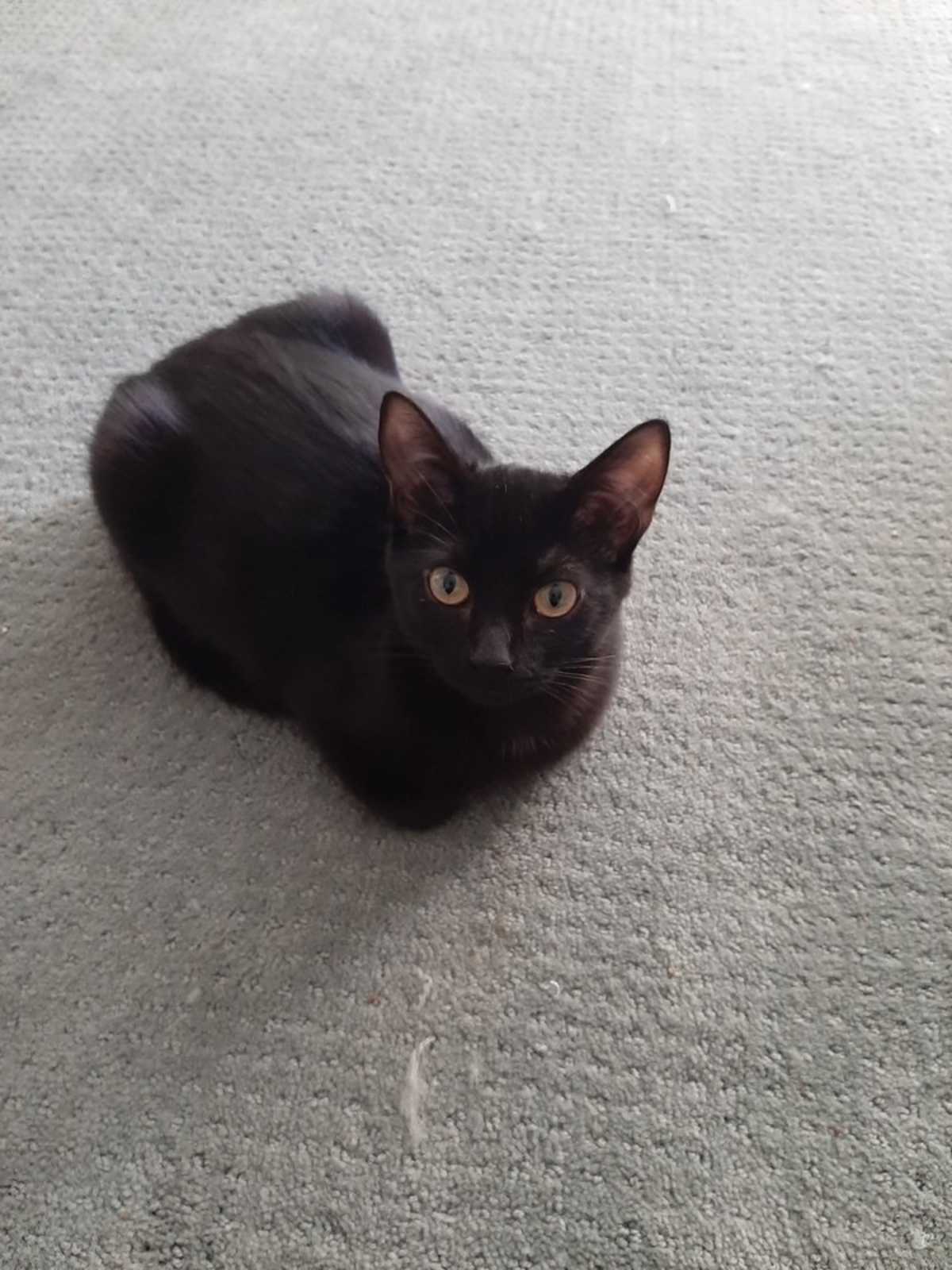 JACOB - Domestic Shorthair available for adoption