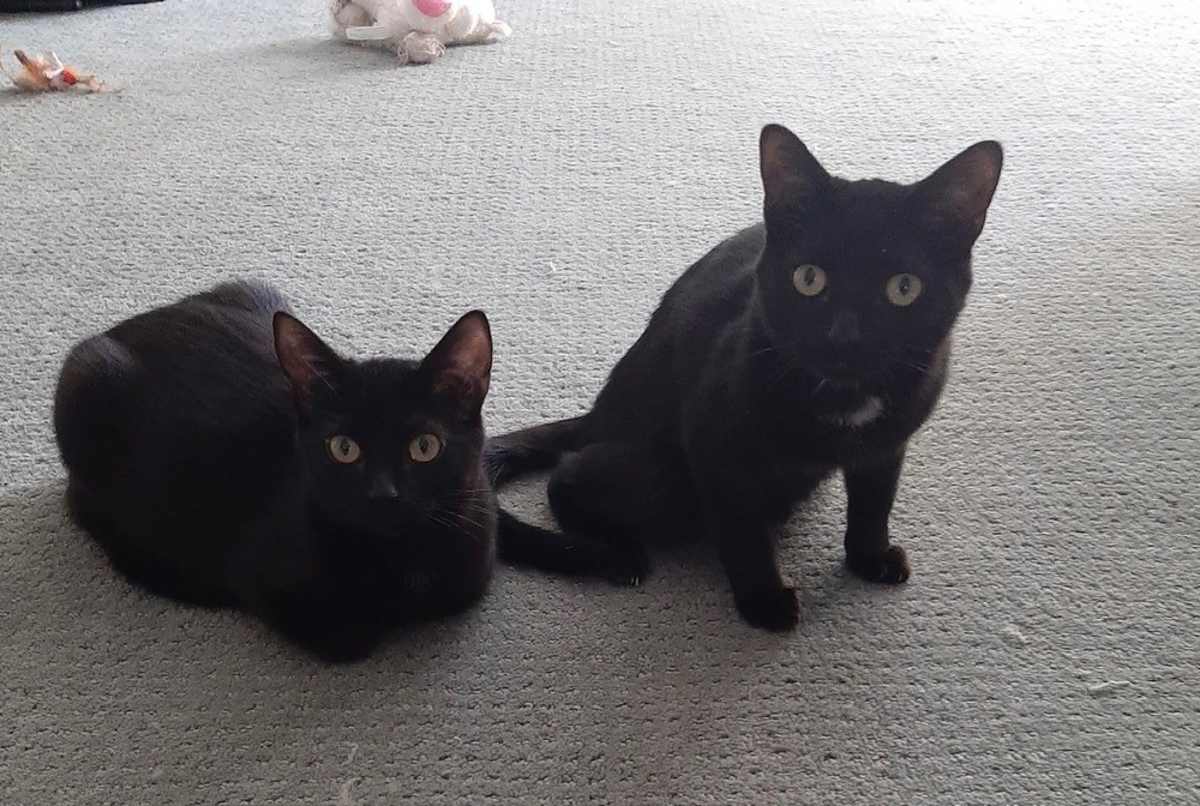 JACOB - Domestic Shorthair available for adoption