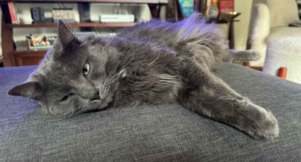 FREDDIE - Maine Coon for adoption in Wilmington