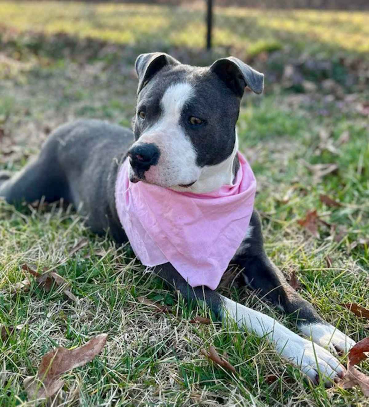 VIOLET - American Bulldog / American Pit Bull Terrier available for adoption