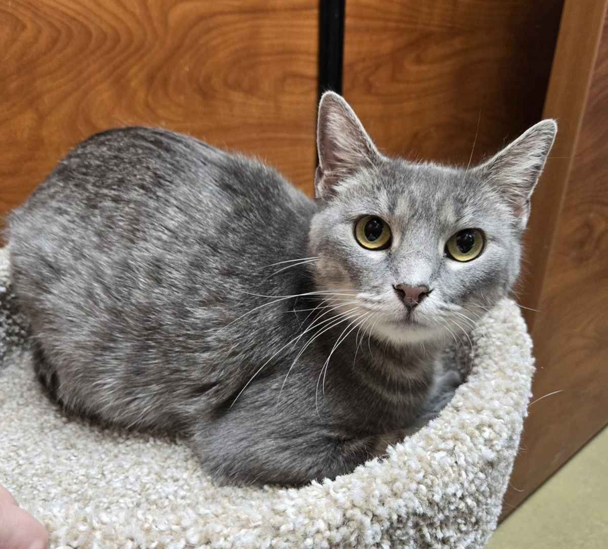 EILEEN - Domestic Shorthair available for adoption