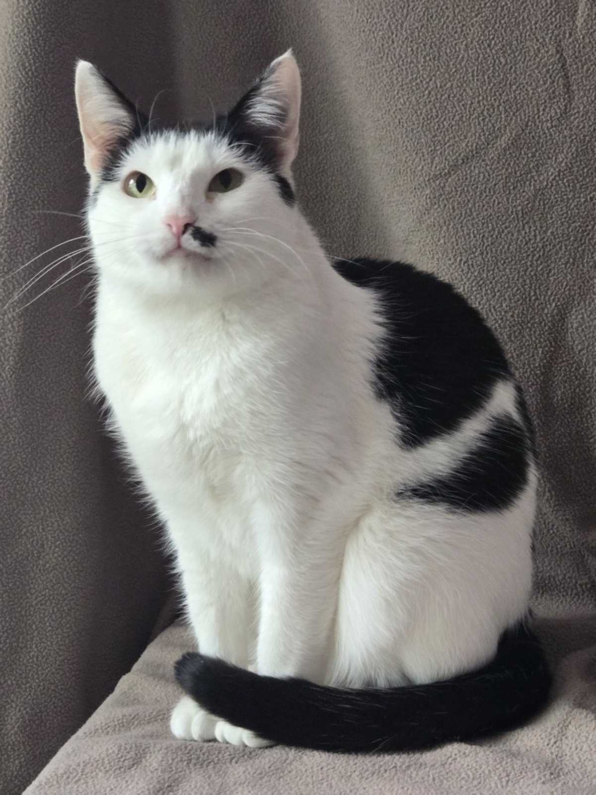 TOUPEE TAMMY - Domestic Shorthair available for adoption