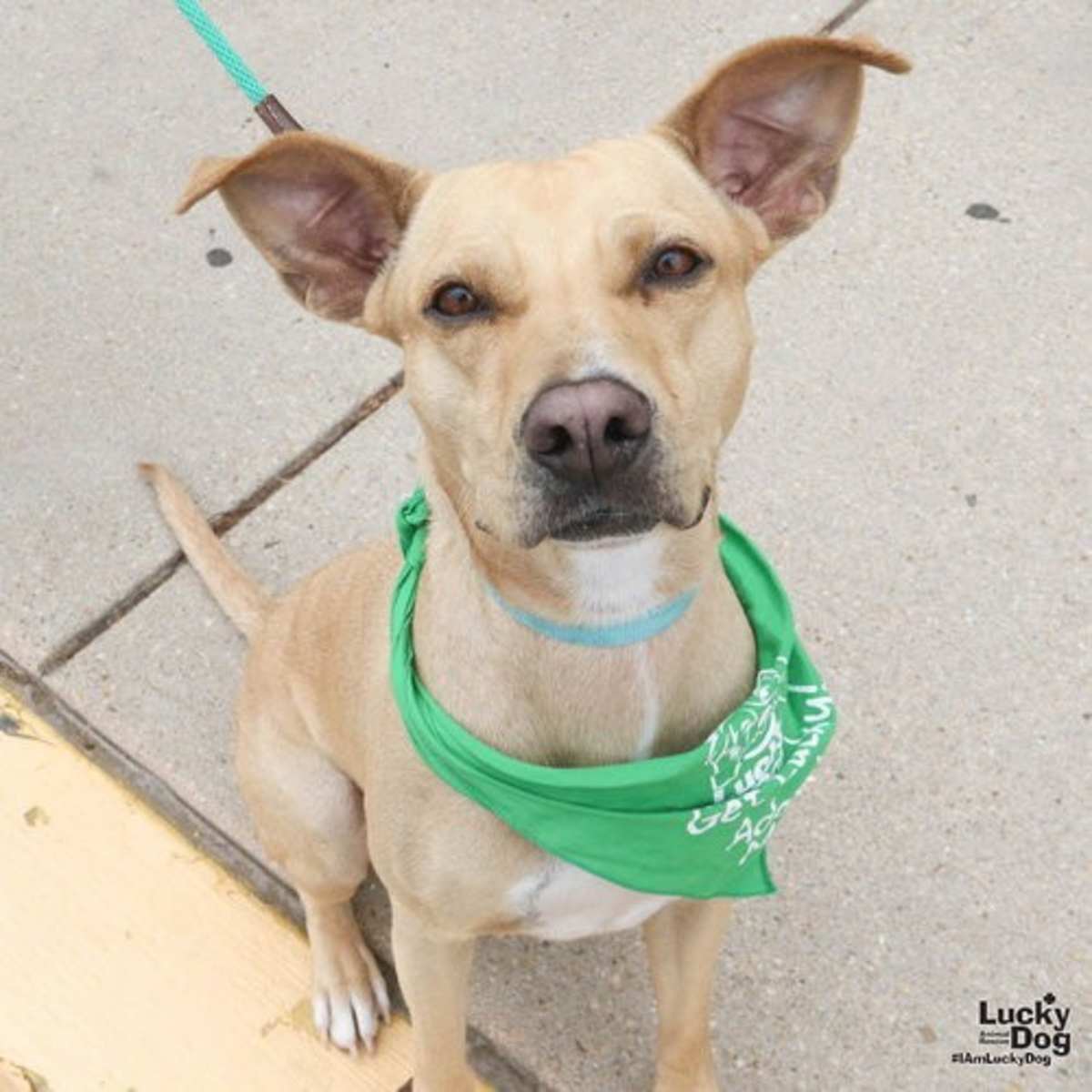 LALY - Labrador Retriever available for adoption