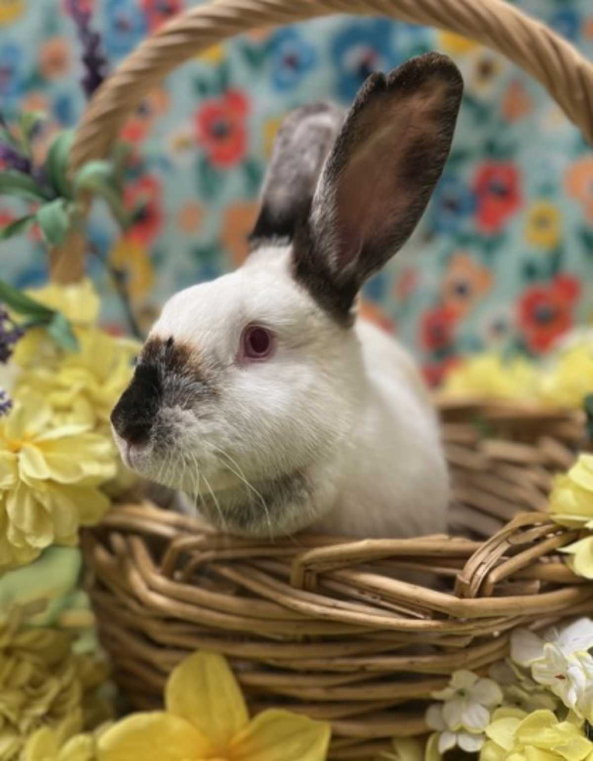 RADISH - Californian available for adoption