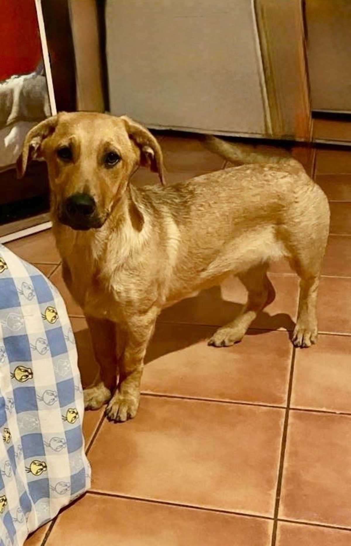 JOJO - Labrador Retriever / Shepherd (Unknown Type) available for adoption