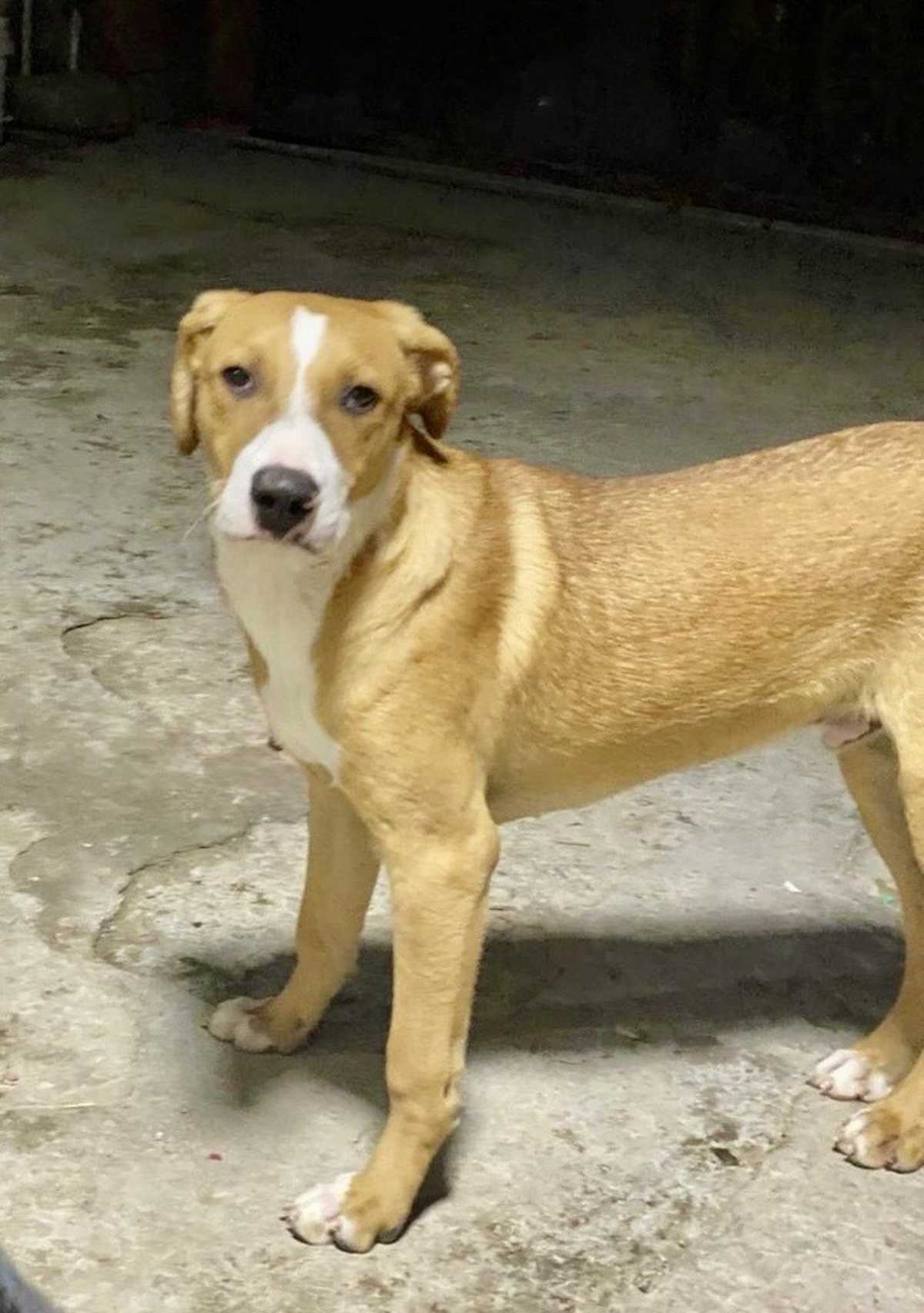 JAGGER - Labrador Retriever / Shepherd (Unknown Type) available for adoption
