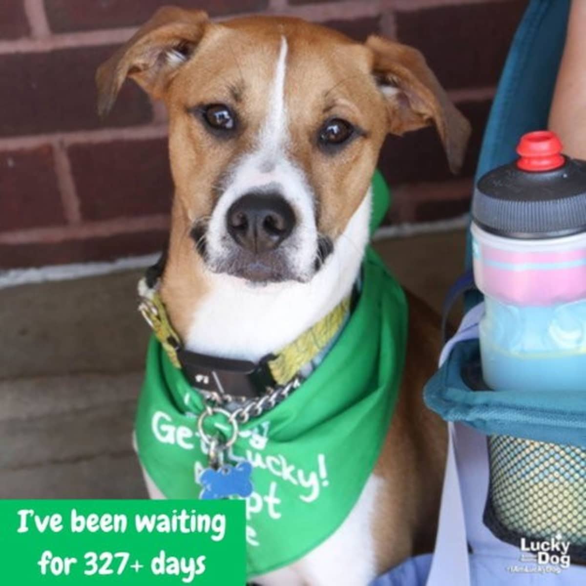 LEMUEL - Shepherd (Unknown Type) / Australian Cattle Dog available for adoption