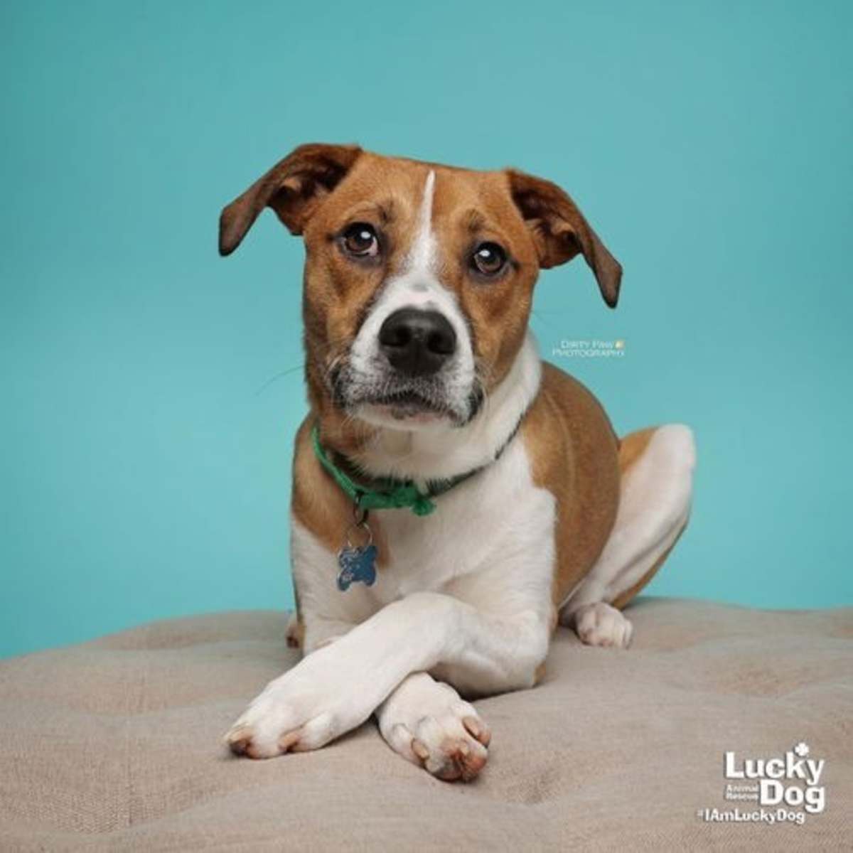 LEMUEL - Shepherd (Unknown Type) / Australian Cattle Dog available for adoption