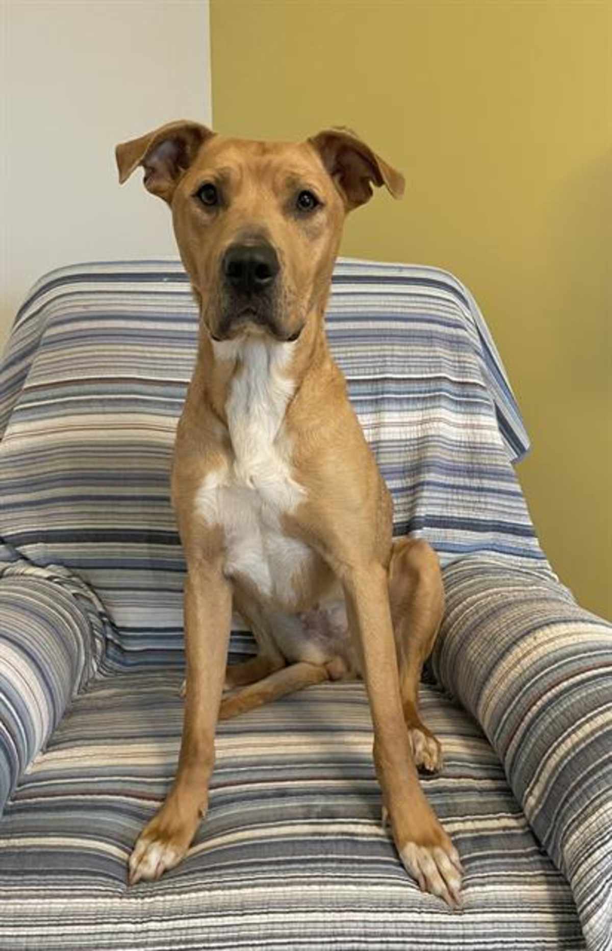ELOISE - Mixed Breed (Medium) available for adoption