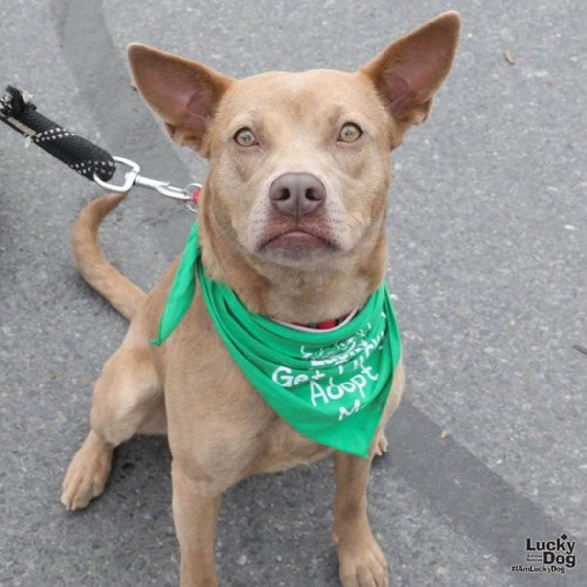 MISSY - Carolina Dog / Shepherd (Unknown Type) available for adoption