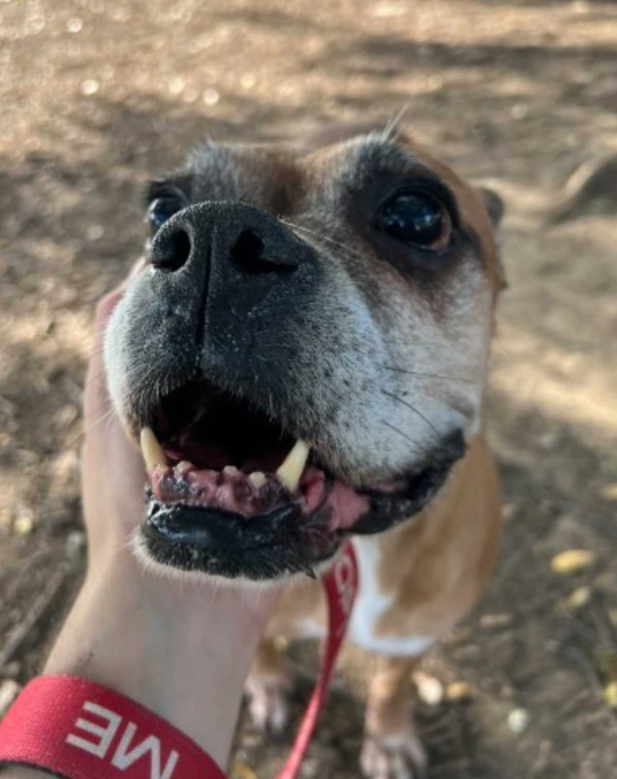 CALI CP - Boxer available for adoption
