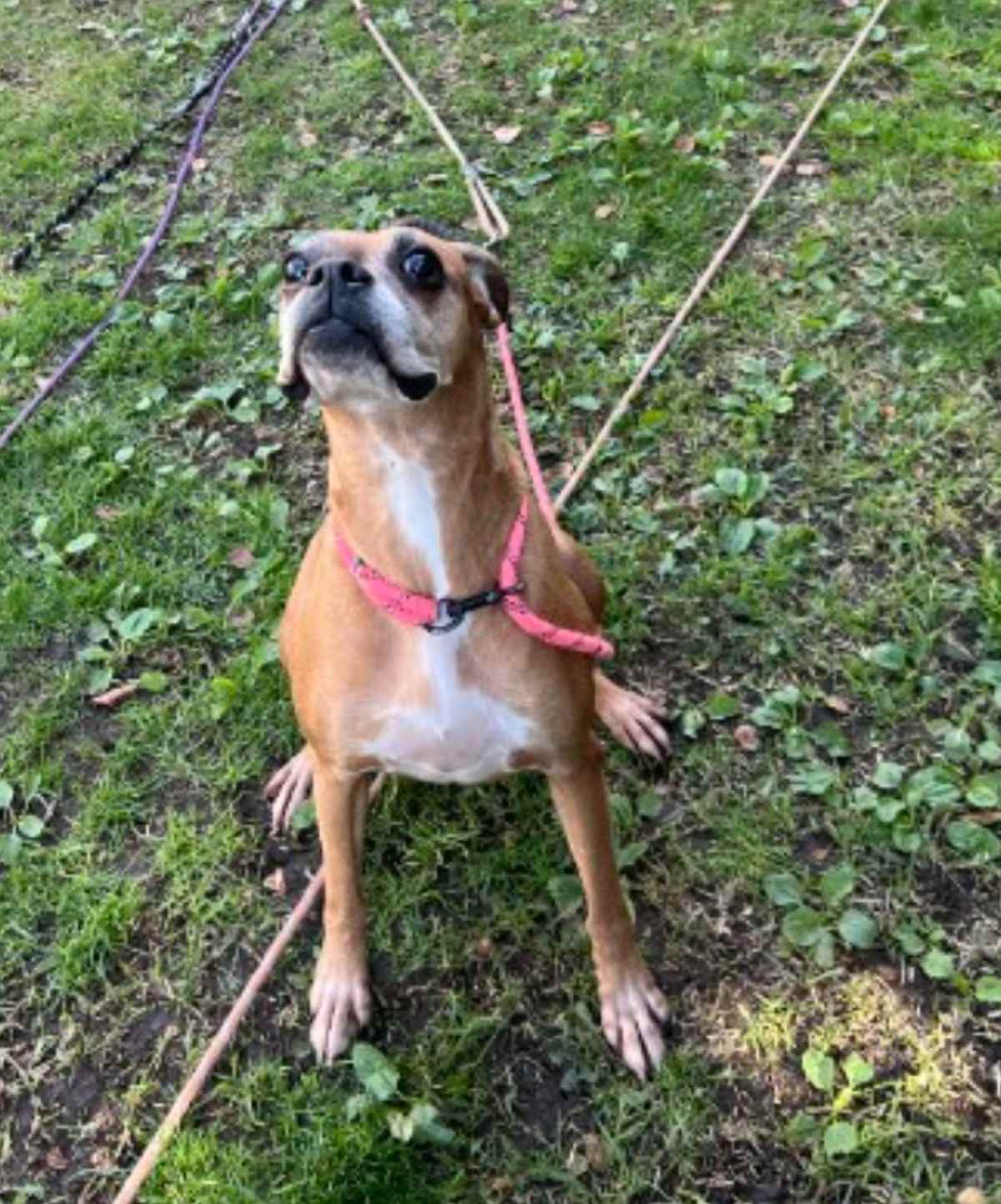 CALI CP - Boxer available for adoption