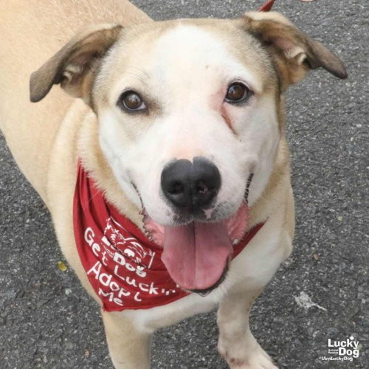 GHOST - American Bulldog available for adoption