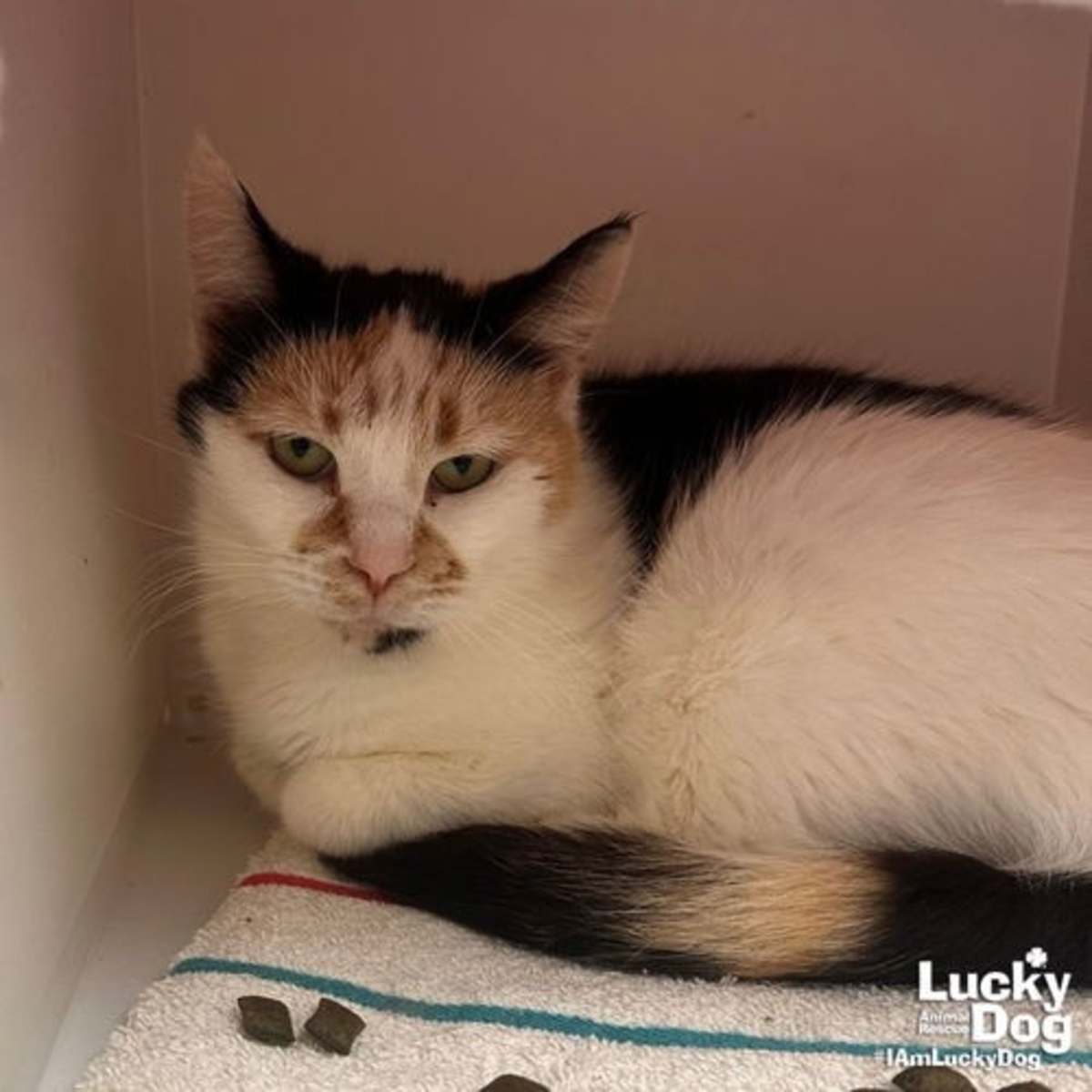 ANDARIEL - Domestic Shorthair available for adoption