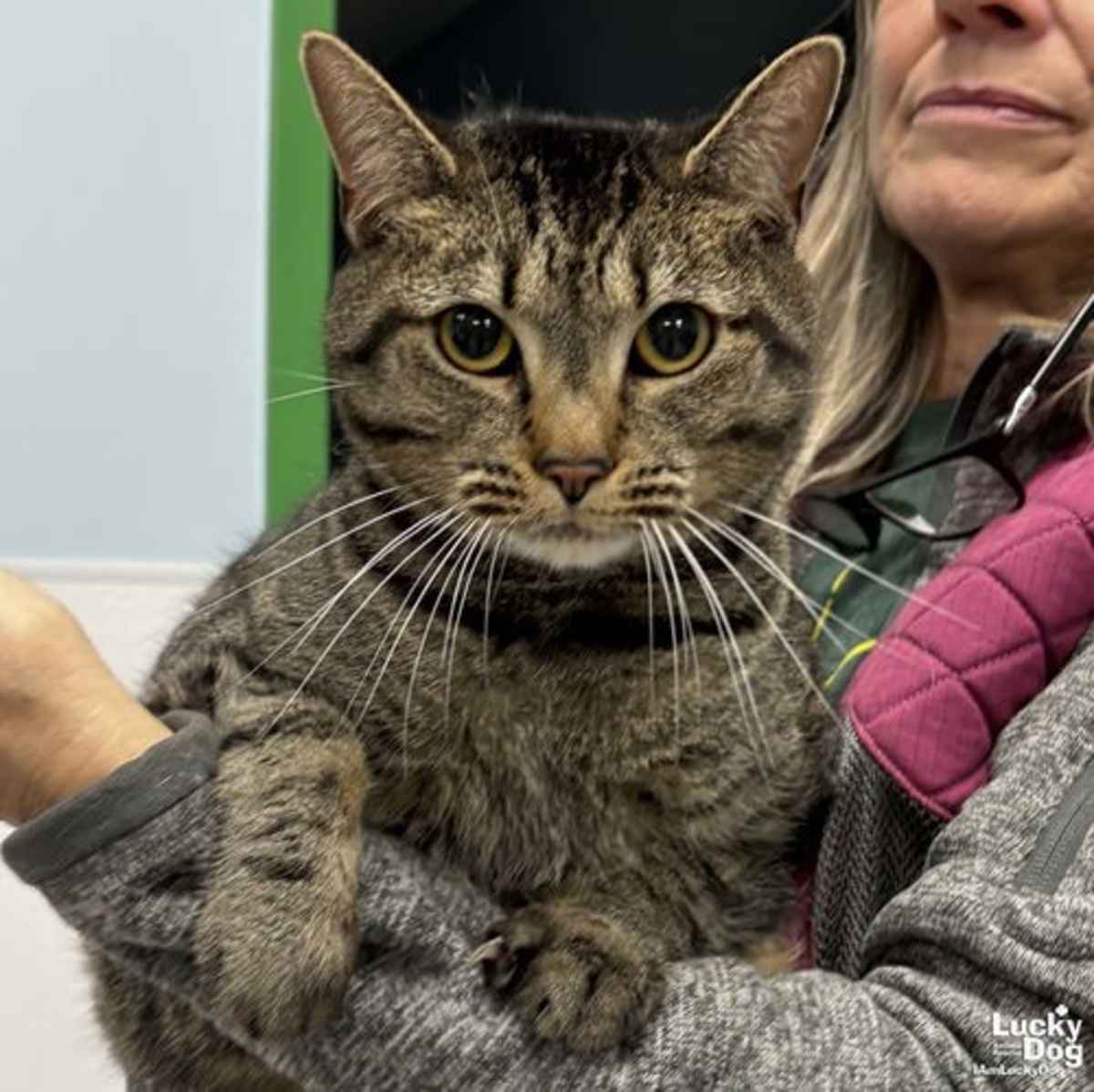 CLEO - Domestic Shorthair available for adoption