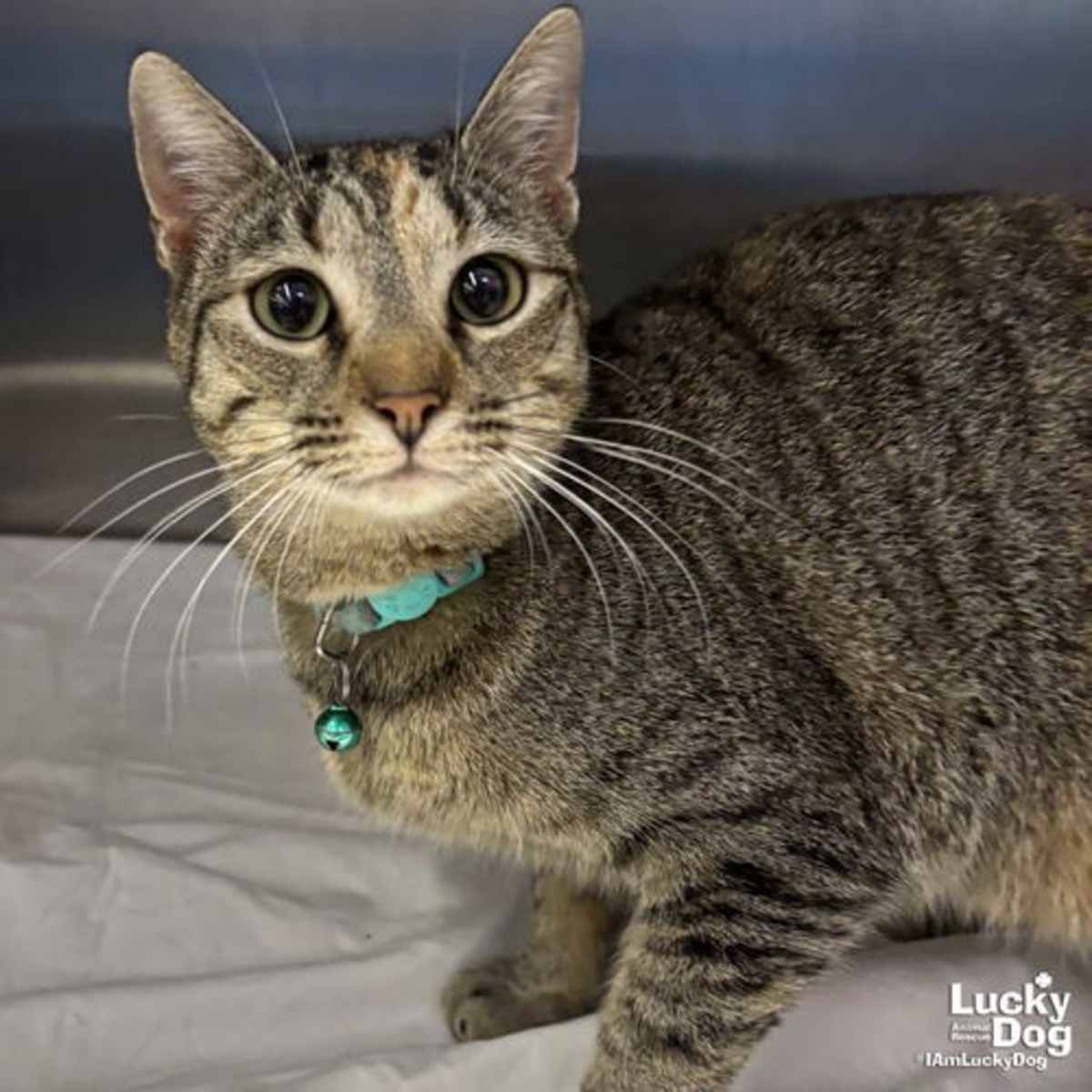 CALINA - Domestic Shorthair available for adoption