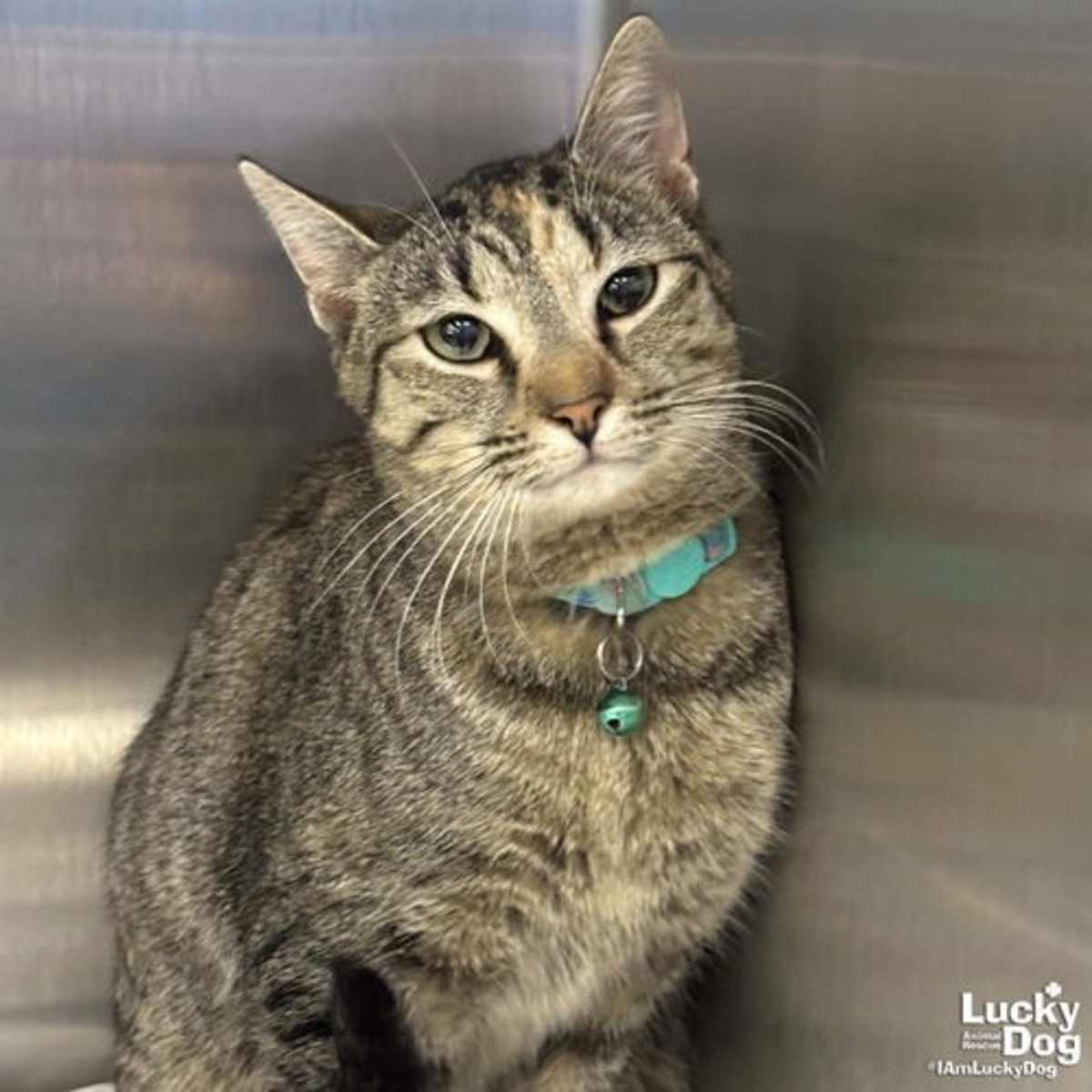 CALINA - Domestic Shorthair available for adoption