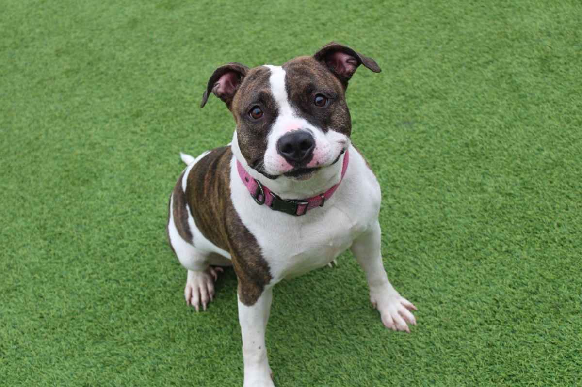 HOLSTEIN - American Pit Bull Terrier available for adoption