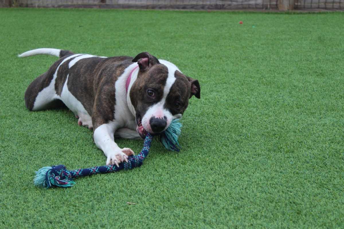 HOLSTEIN - American Pit Bull Terrier available for adoption
