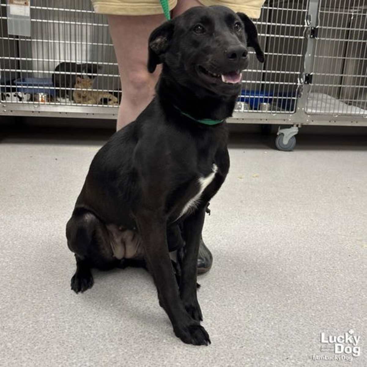 PARKER - Labrador Retriever available for adoption