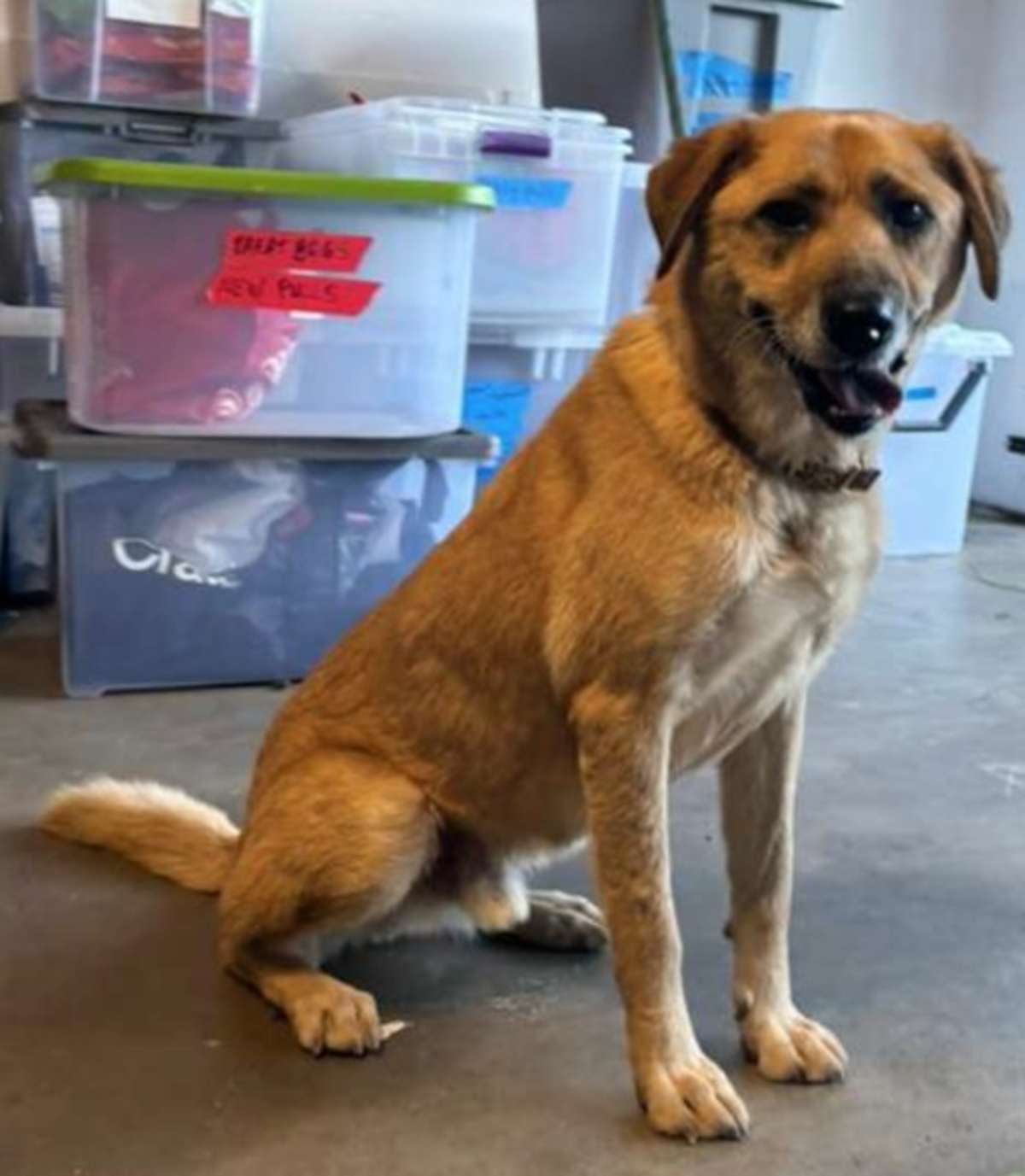 CRUZE - Shepherd (Unknown Type) available for adoption