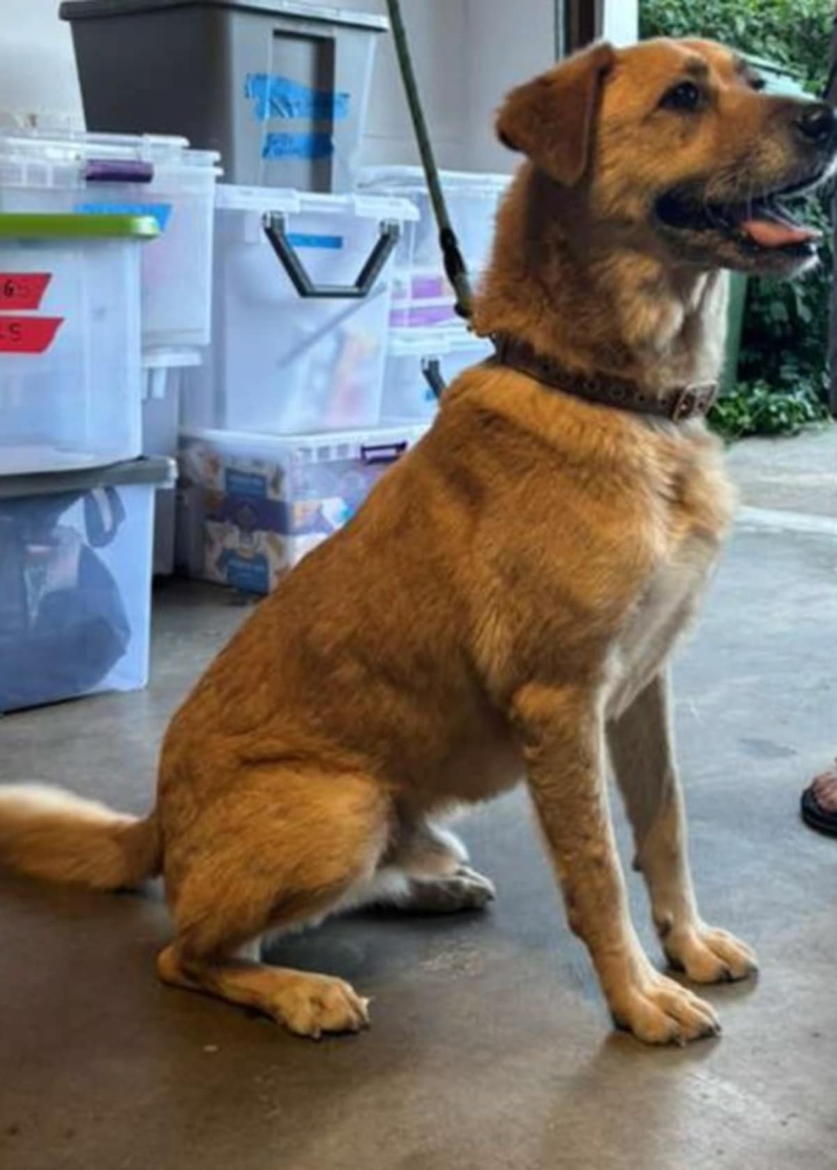 CRUZE - Shepherd (Unknown Type) available for adoption