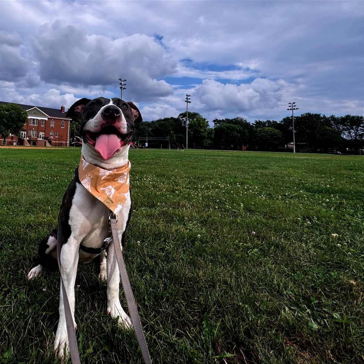 LOLA - American Pit Bull Terrier / Mixed Breed (Medium) for adoption in Chicago