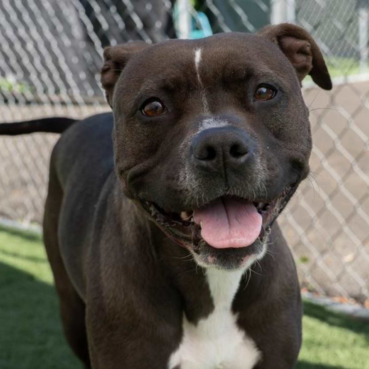 POPPY - American Pit Bull Terrier for adoption in Vallejo