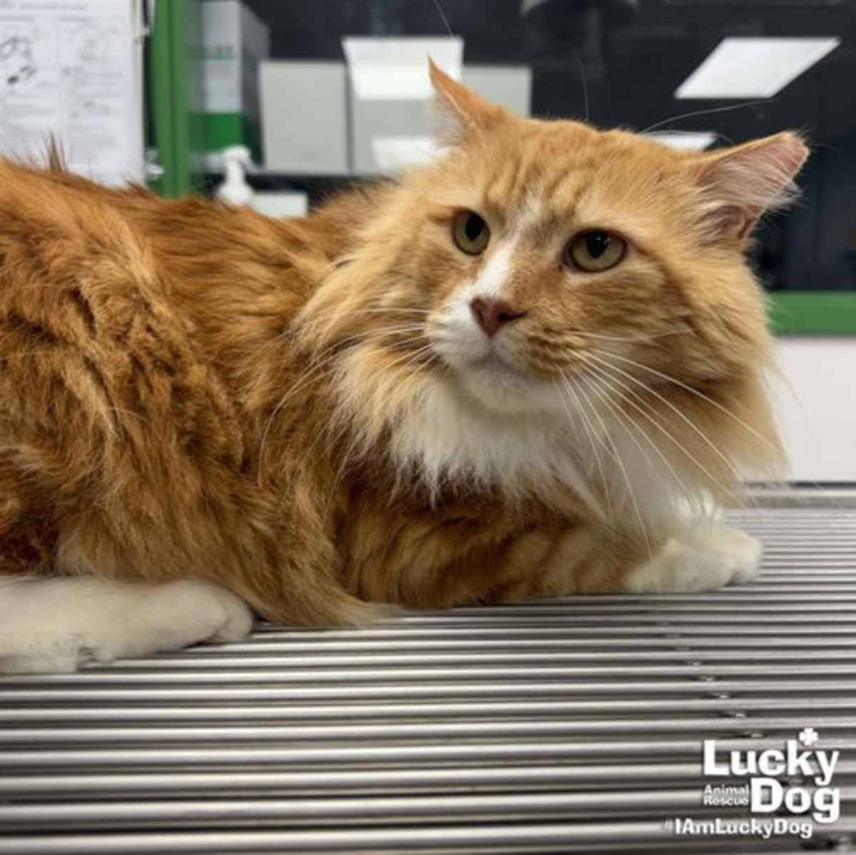 HANDSOME - Domestic Longhair available for adoption