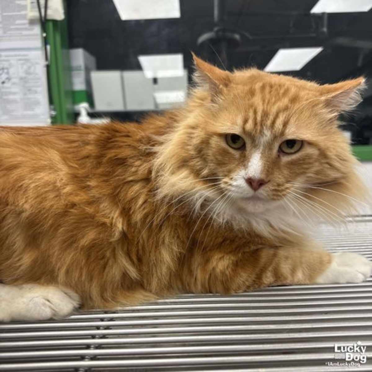 HANDSOME - Domestic Longhair available for adoption