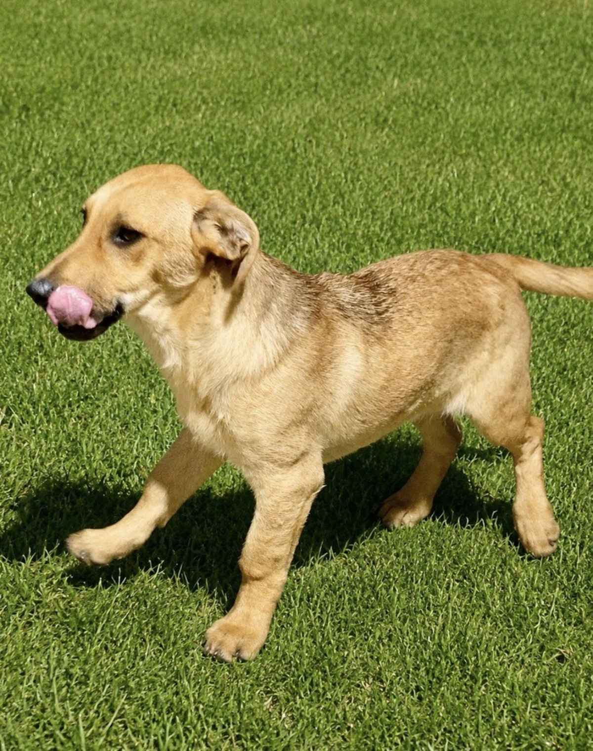 JOJO - Labrador Retriever / Shepherd (Unknown Type) available for adoption