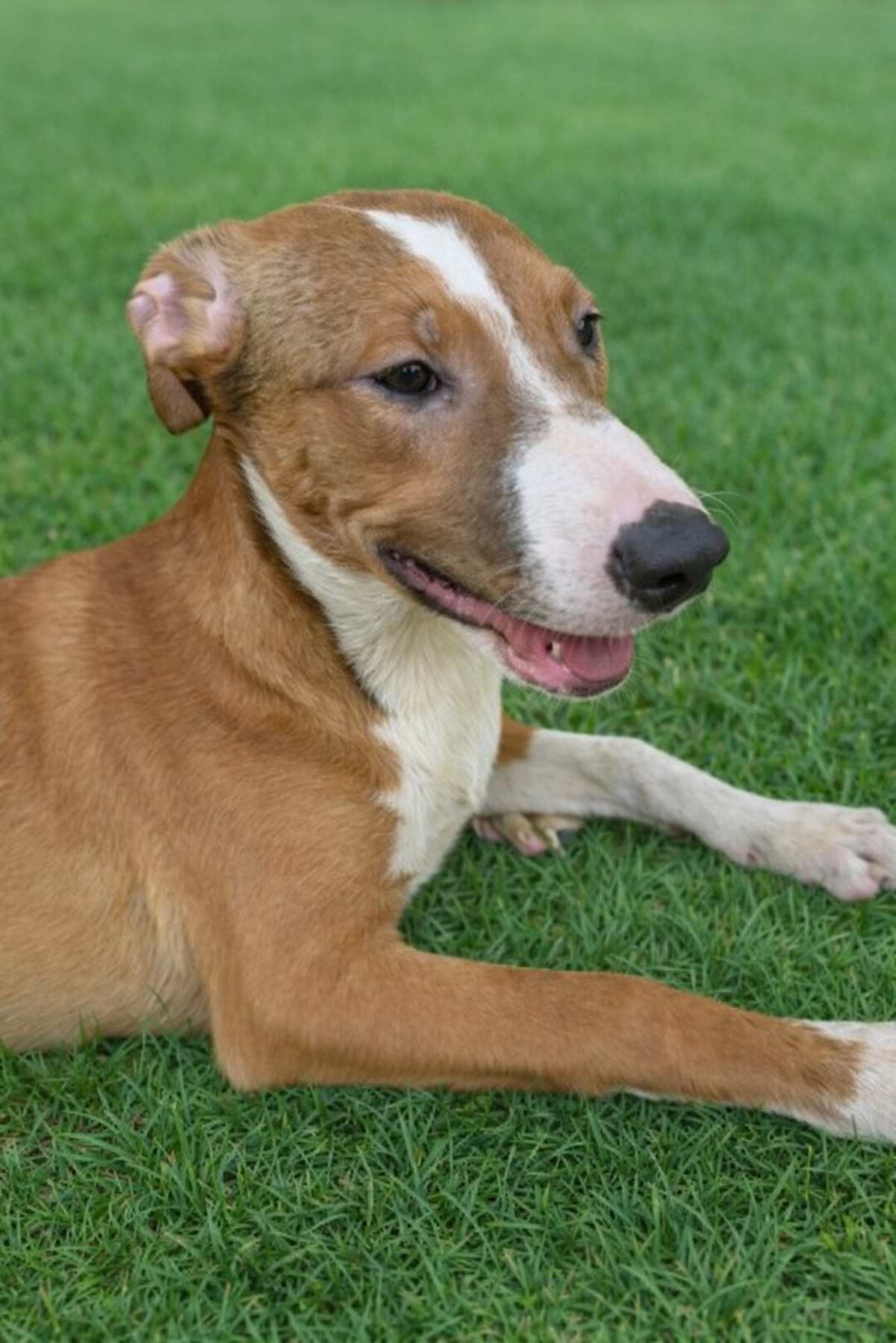 JAZZY - Labrador Retriever / Shepherd (Unknown Type) available for adoption