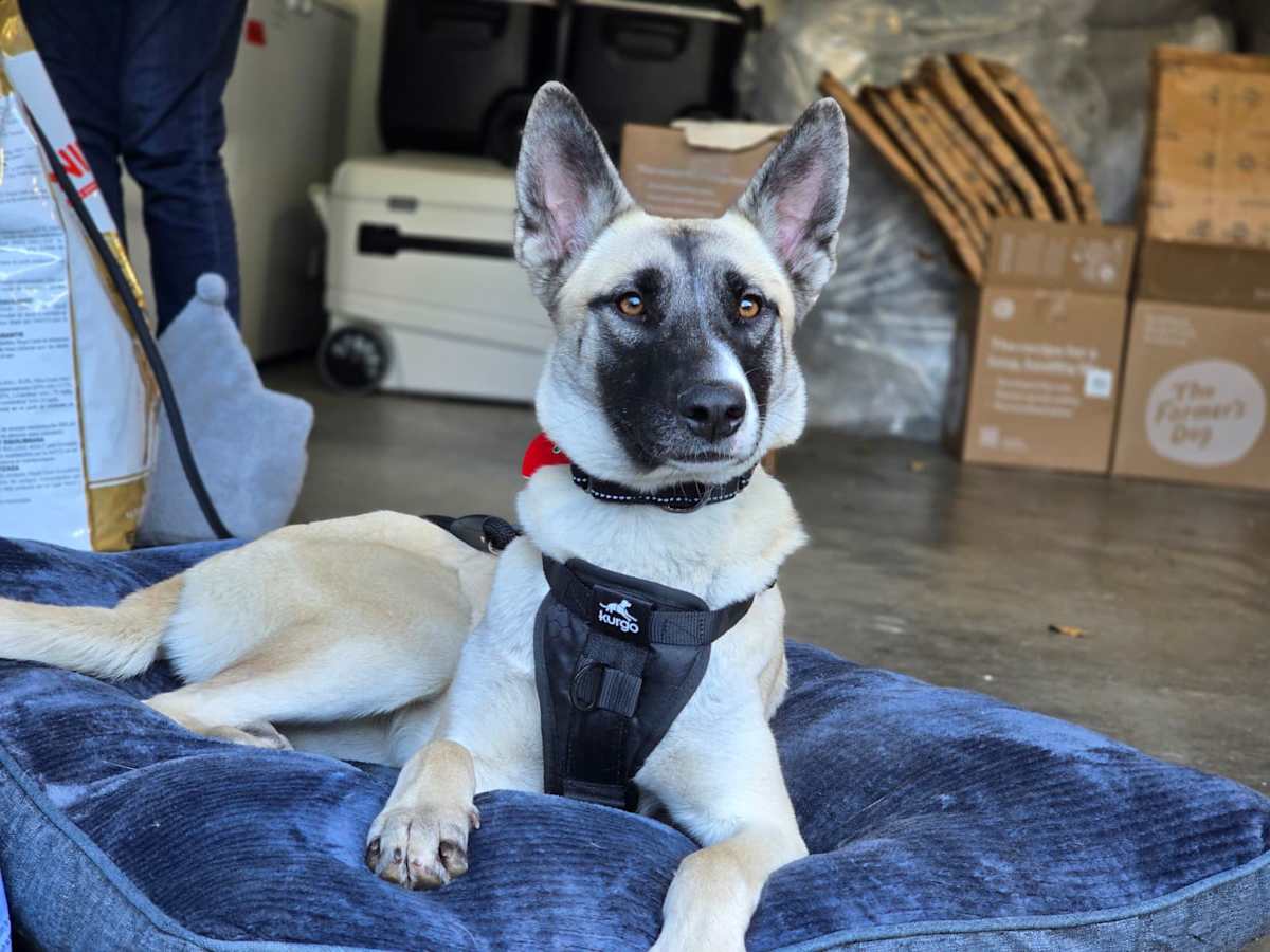 BEAR BEAR - German Shepherd Dog available for adoption