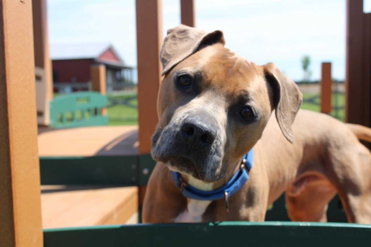 SAINT - American Pit Bull Terrier available for adoption