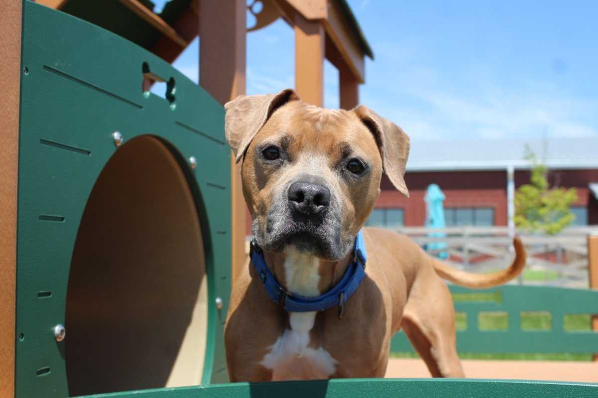 SAINT - American Pit Bull Terrier available for adoption
