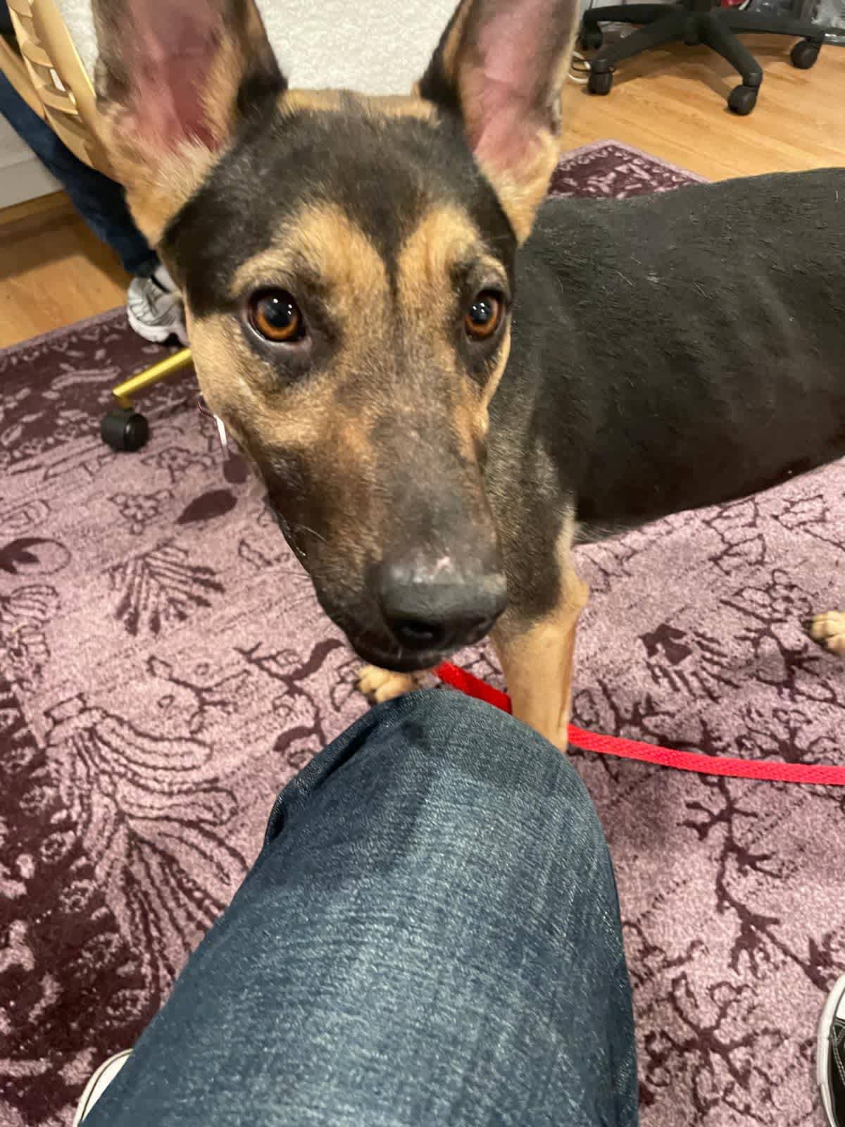 BAILEY - German Shepherd Dog available for adoption