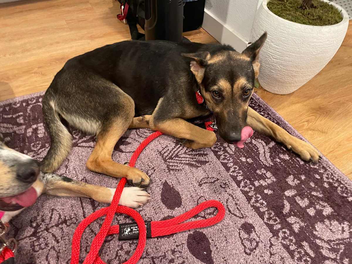 BAILEY - German Shepherd Dog available for adoption