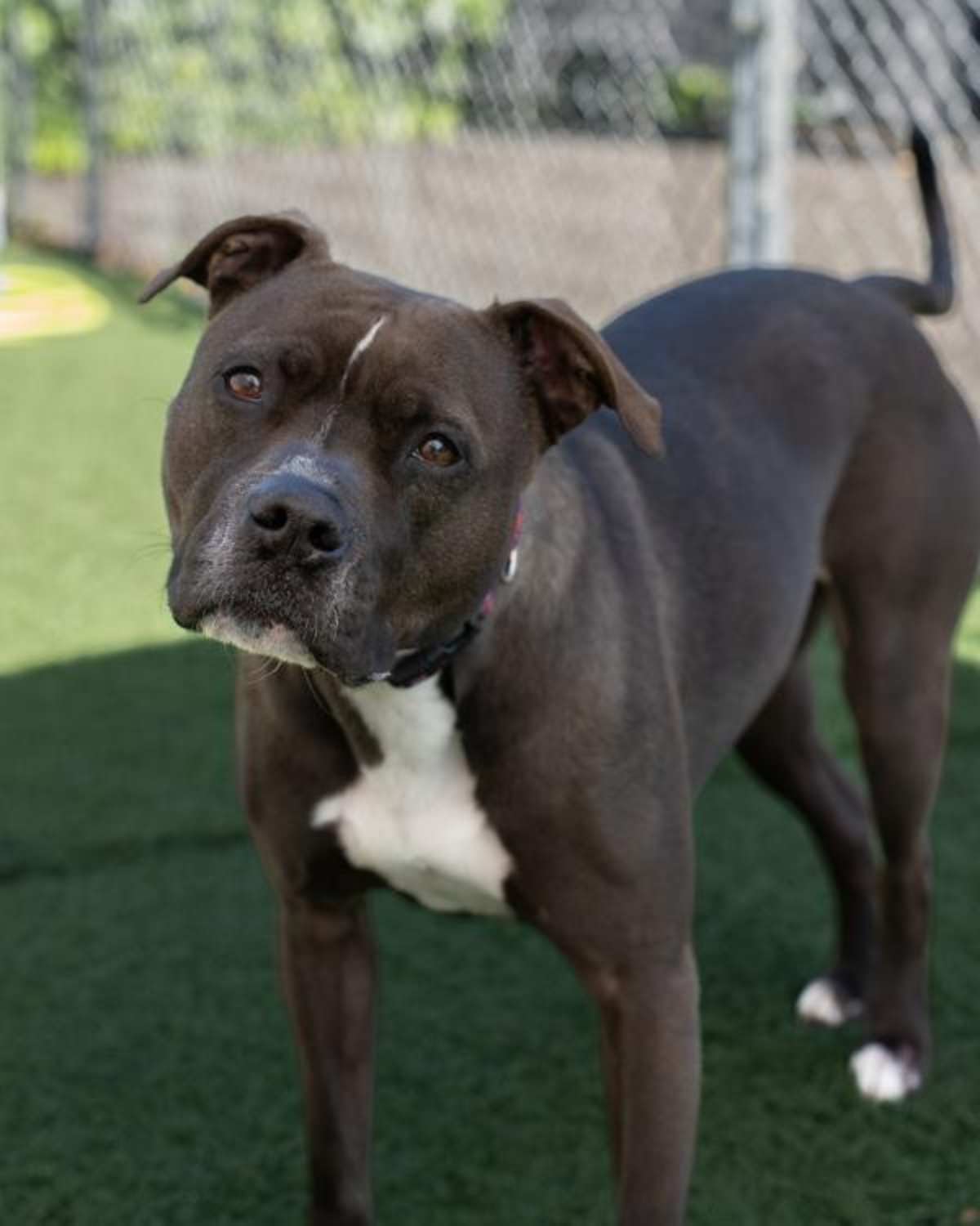POPPY - American Pit Bull Terrier available for adoption