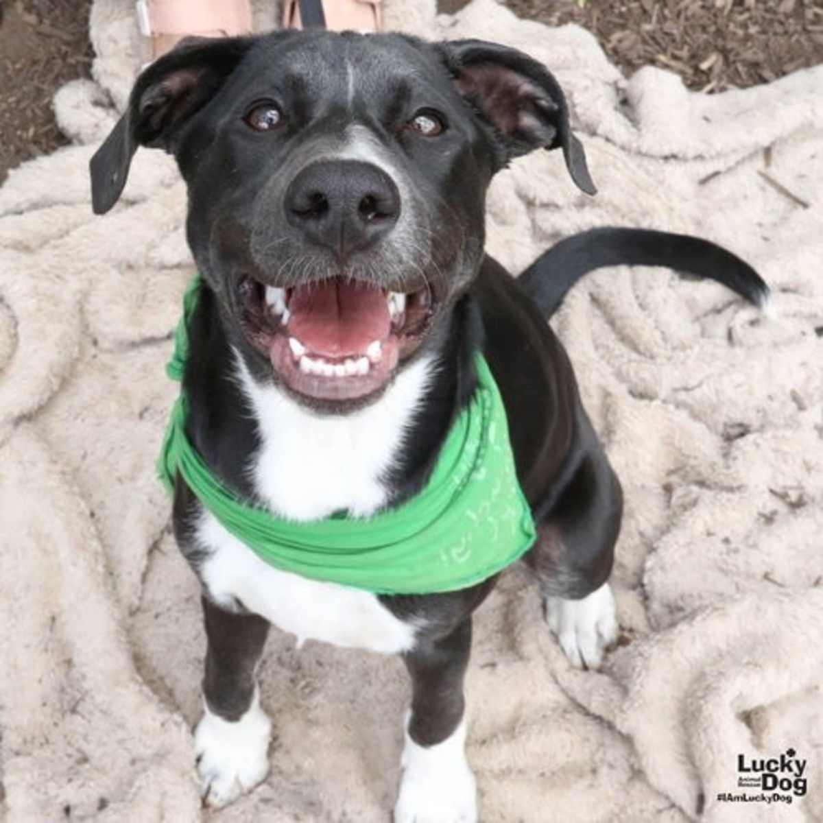 ANNIE - Shepherd (Unknown Type) / Labrador Retriever available for adoption