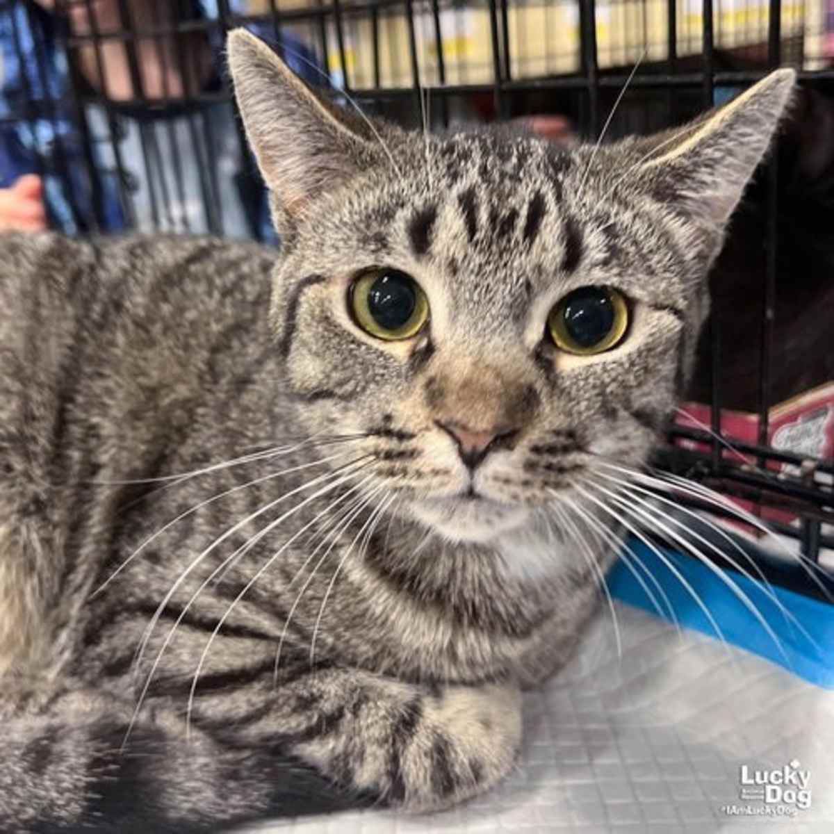 BABE RUTH - Domestic Shorthair available for adoption