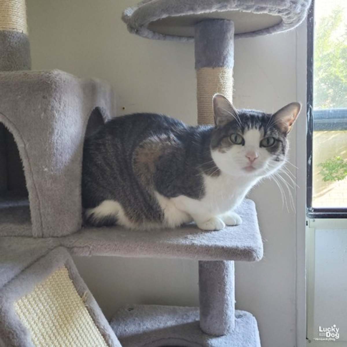 SPIKE - Domestic Shorthair available for adoption