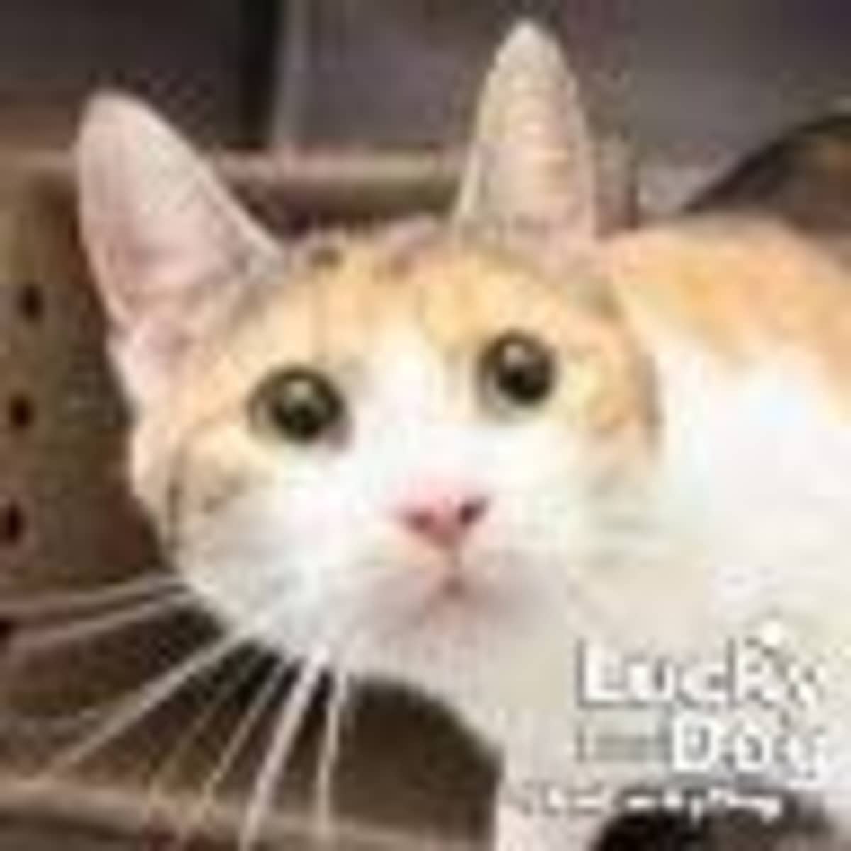 LUCI - Domestic Shorthair available for adoption