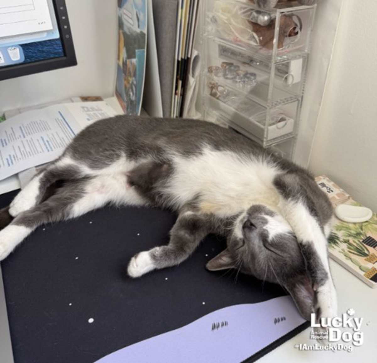 GRAY - Domestic Shorthair available for adoption