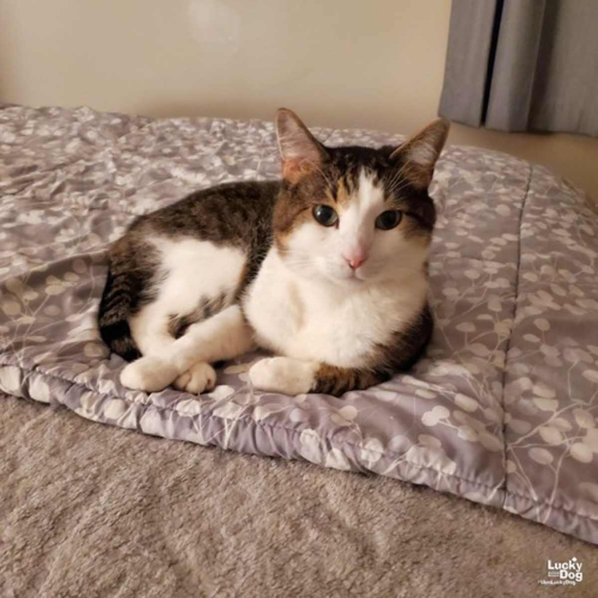 GIZMO - Domestic Shorthair available for adoption