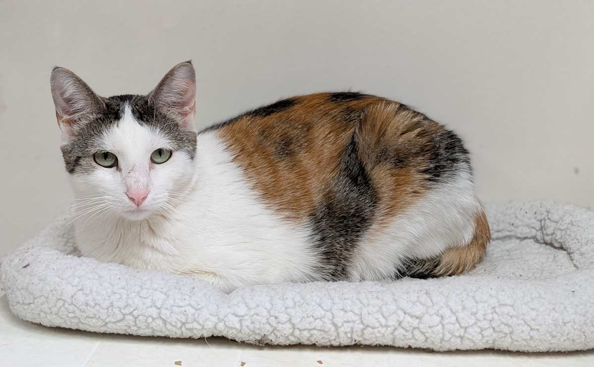 CLARICE - Domestic Mediumhair available for adoption
